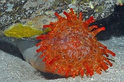 Telmatactis cricoides Anemone americaine-Cap Vert Mille poissons-13m-20150408-Denis-ADER-DSC_9852_tn